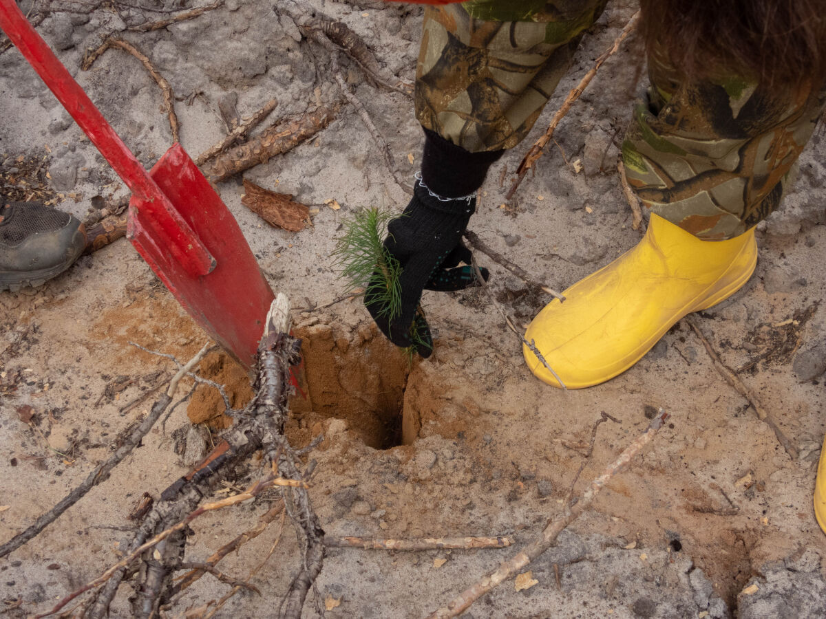 Более 400 тысяч деревьев высадят в Нижегородской области в 2026 году - фото 1