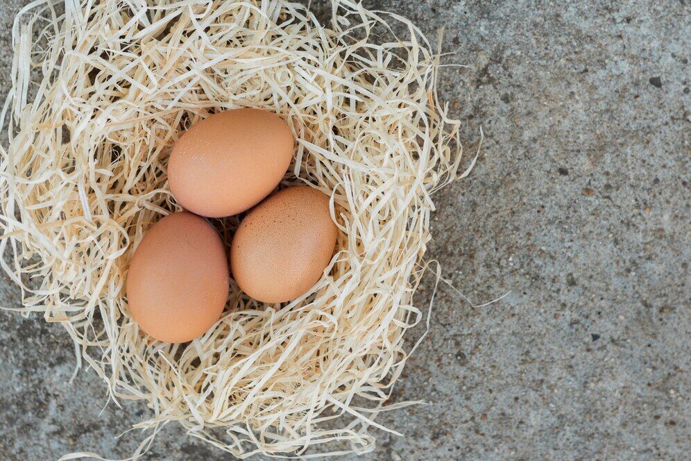 Комплекс по производству яиц построят в Нижегородской области за 27 млн рублей